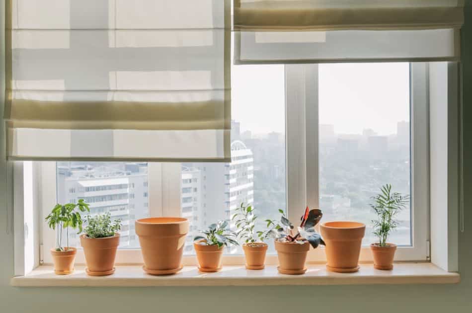 A row of terracotta pots with various houseplants sits on a windowsill, backlit by natural light. The window has rolled up beige Roman shades, and it offers a view of a cityscape with buildings in the distance.