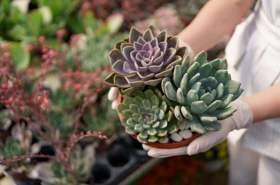 An assortment of vibrant succulent plants cradled in the hands of a person wearing white gloves, likely a gardener. The foreground shows a close-up of the succulents with varied textures and shades of green and purple, while the background is softly focused, hinting at more plants in a nursery setting.